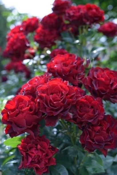 Яскраво-червоні квіти троянди Юріанда на клумбі